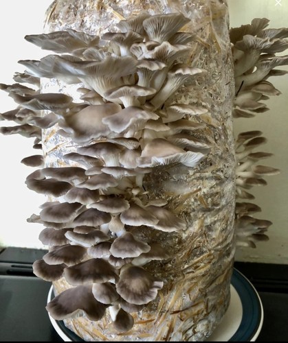 Mushroom grow kit phoenix - mushroom, kit,