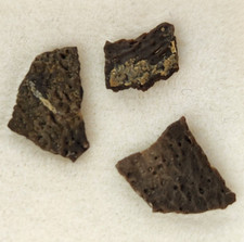 Hadrosaur Egg Shell Fossils