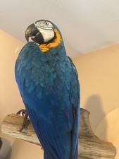 Taxidermy blue gold macaw - blue,