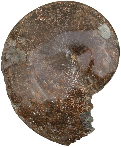 Cretaceous sphenodiscus - cretaceous,