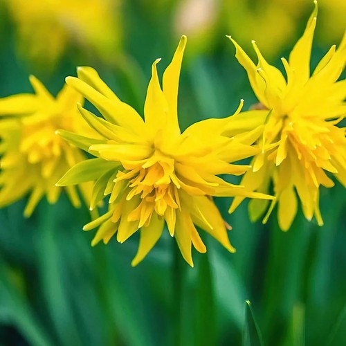 Narcissus rip van winkle bulbs - winkle,