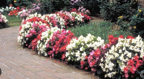 Large begonia organdy - large,