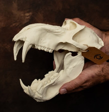 Mandrill Monkey Skull Replica