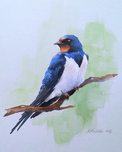 Barn swallow original - barn,