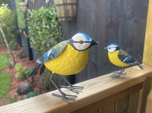 Blue tit bird garden - blue,