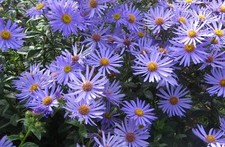 Aster x frikartii 'Monch'