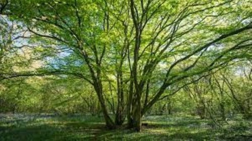 Common hornbeam carpinus - common, (carpinus