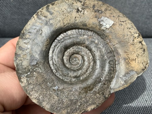 Whitby hildoceras fossil - sp,