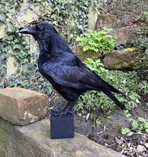 🎃 Taxidermy CROW Not raven