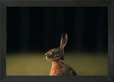 Rabbit Portrait Framed Wall