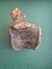 Iguanodon fossil - Matrix free