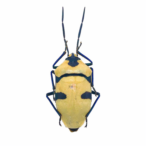 Man faced stink bug - man,