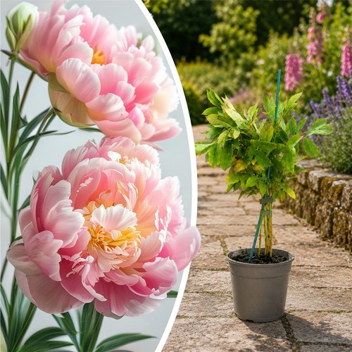 Peony sarah bernhardt plant - bernhardt,
