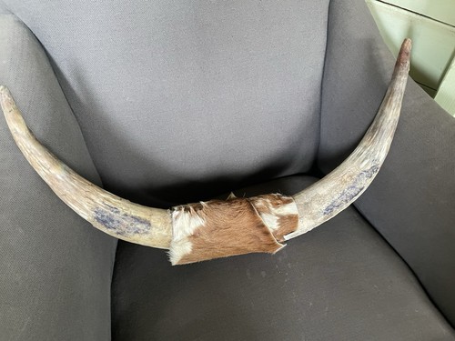 Antique cow horns - antique,