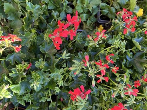 Trailing geranium bedding - trailing,