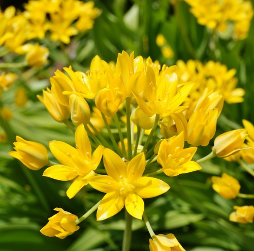 Allium moly luteum summer - allium,