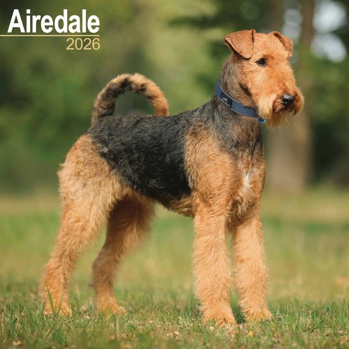 Airedale terrier calendar - terrier,