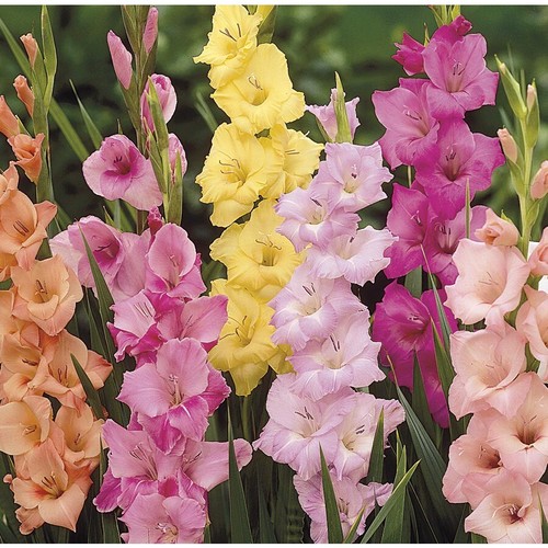 Gladioli mixed pastel - 10,