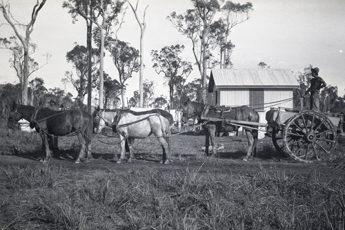Horse-drawn