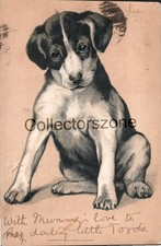1902 Dog Cute Puppy Jack Russel Terrier Printed Postcard posted