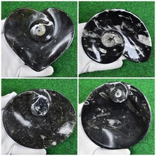 Orthoceras Fossil Plate Bowl