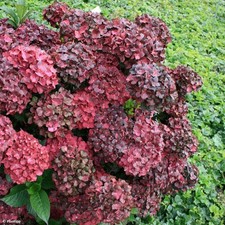 Hydrangea macrophylla Chocolate Ever Belles - Hydrangea, Plant in 2 L Pot