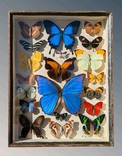 Beautiful Tropical Butterflies