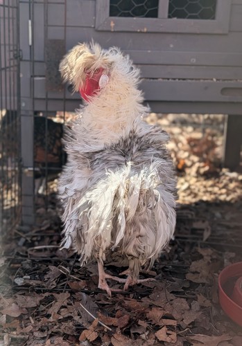 Rare chicken fertile - chicken, hatching