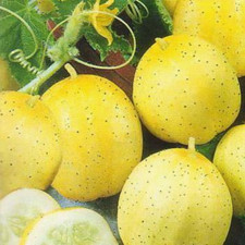 Cucumber Lemon Seeds - easy to