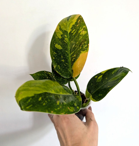 Small philodendron green congo - small,
