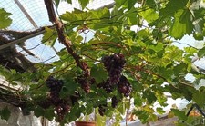 Black Hamburg grape vine. 1