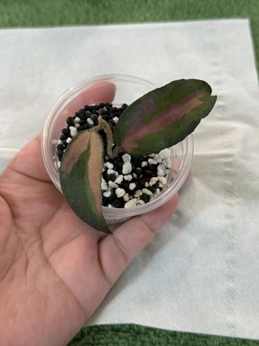 Hoya caudata inner variegated