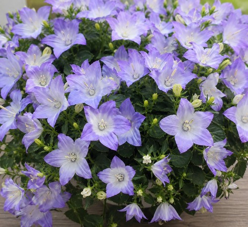 Campanula bellflower plant - campanula,