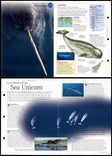 Narwhal aquatic mammals - aquatic,