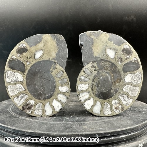 Pyrite ammonite cut - pyrite, and