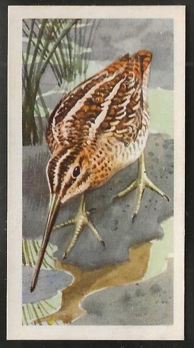 Brooke bond bird - brooke, (tea)-bird