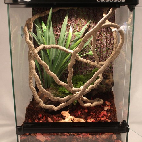 Bendable branch vine reptile - vine,