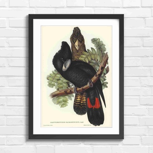 Black cockatoo vintage bird - vintage,
