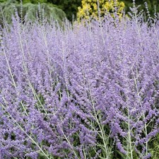 Perovskia atriplicifolia Blue Steel - Russian Sage - Plant in 2 L Pot