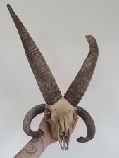 Large Jacob Ram Hebridean