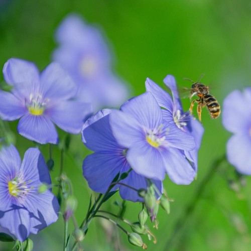 Linum perenne sky - linum, sky-blue