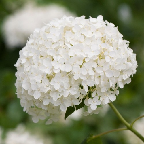 Hydrangea annabelle plant - hydrangea,