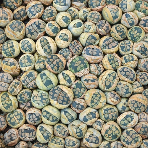 Lithops otzeniana seeds - seeds,