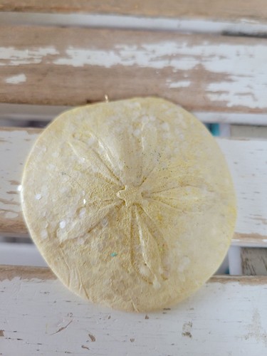 Sparkle sand dollar beach - sparkle,