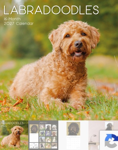 Labradoodle calendar 2027 16 - 2027,,