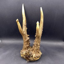 Skull Antlers GOTHIC TAXIDERMY