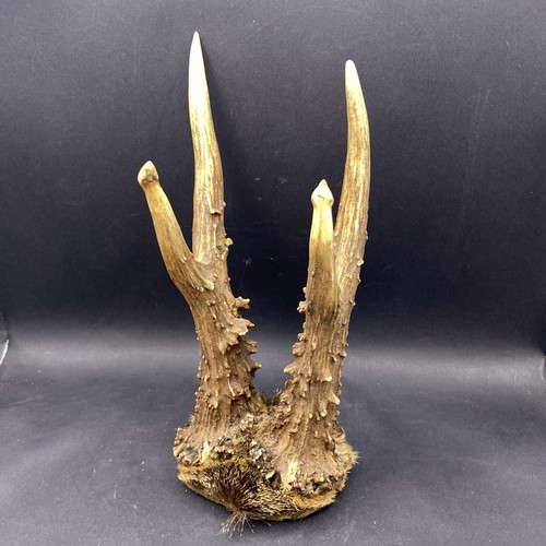 Skull antlers gothic - skull, taxidermy