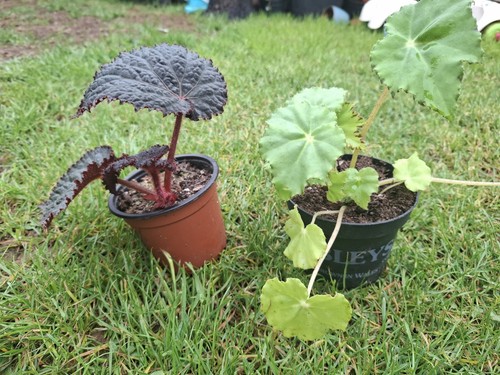 Begonias plants bundle - plants, x2