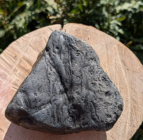 Large welsh petrified - large,