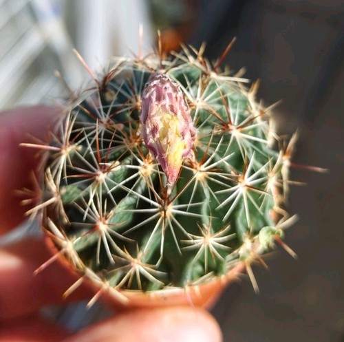 Thelocactus setispinus - setispinus,